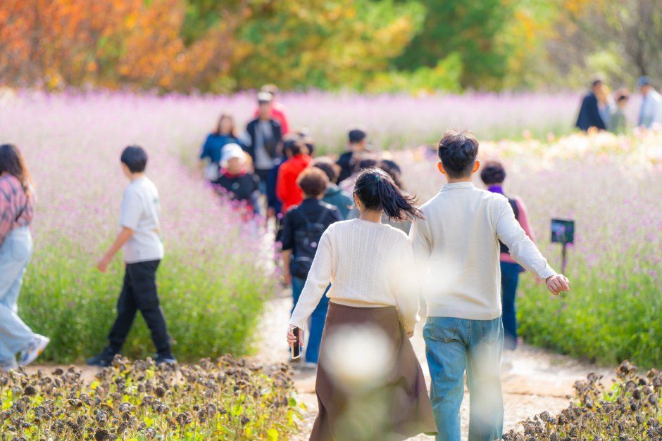 2026 인제가을꽃축제 (9).jpg