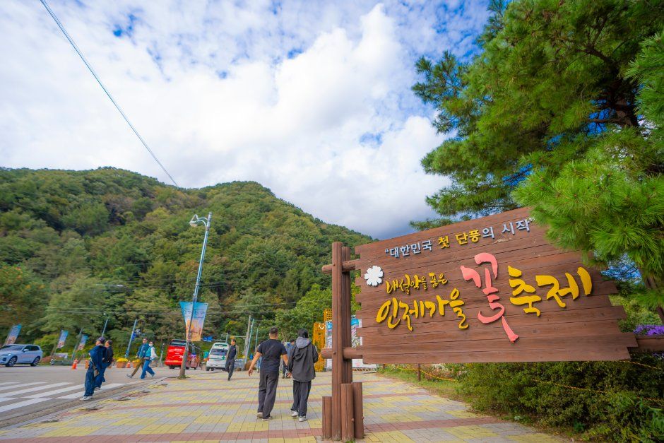 2026 인제가을꽃축제 (8).jpg