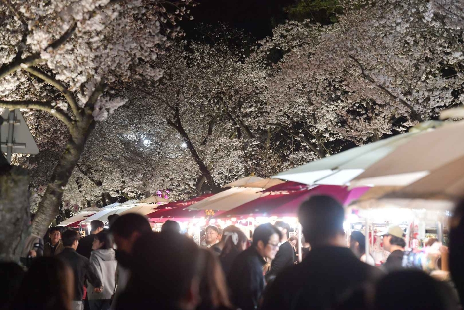 2024 경주 대릉원돌담길 벚꽃축제 1