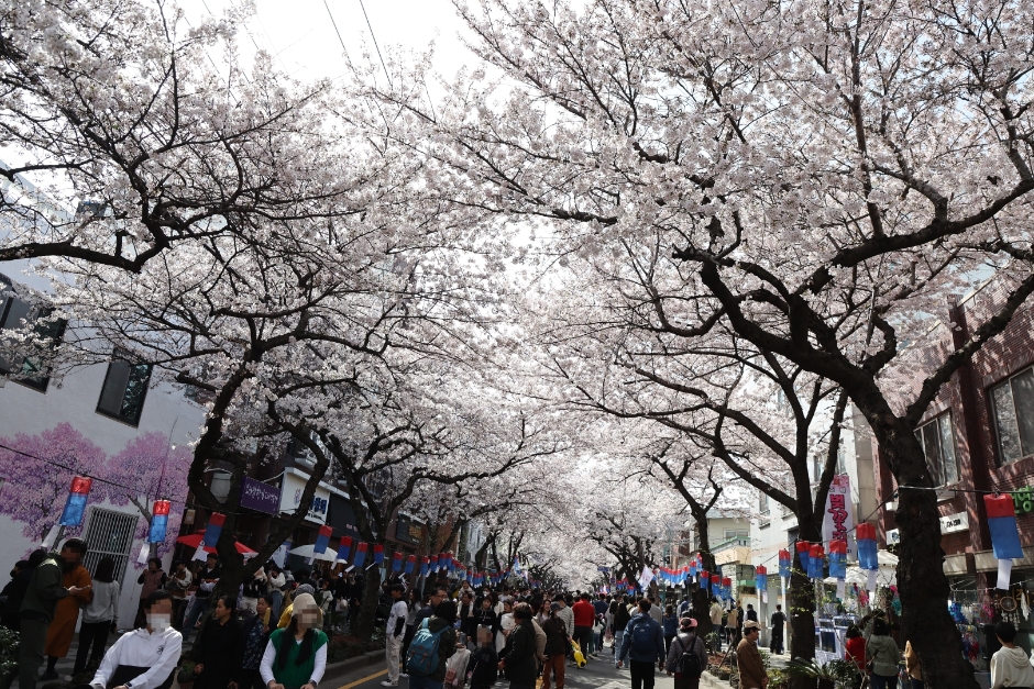 2024 전농로 왕벚꽃 축제 1