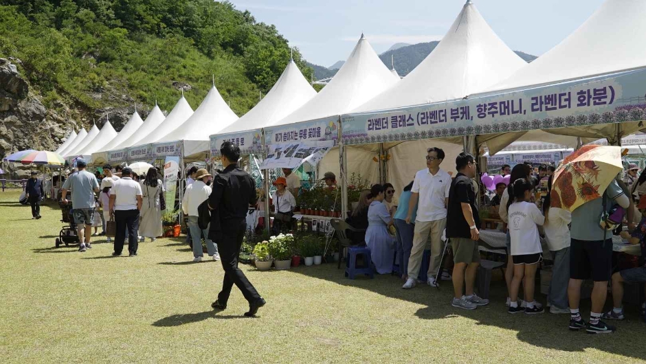 2024 무릉별유천지 라벤더축제 5