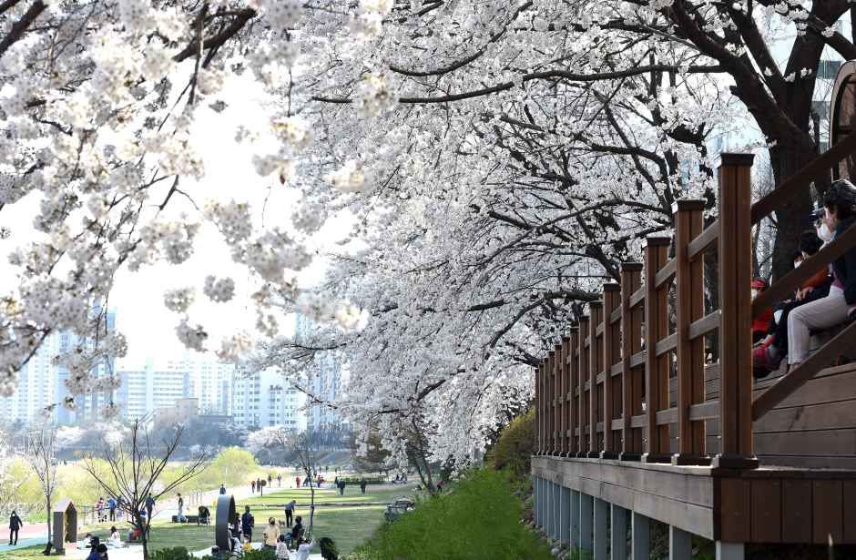 의정부 호원 벚꽃 페스타 공식 이미지