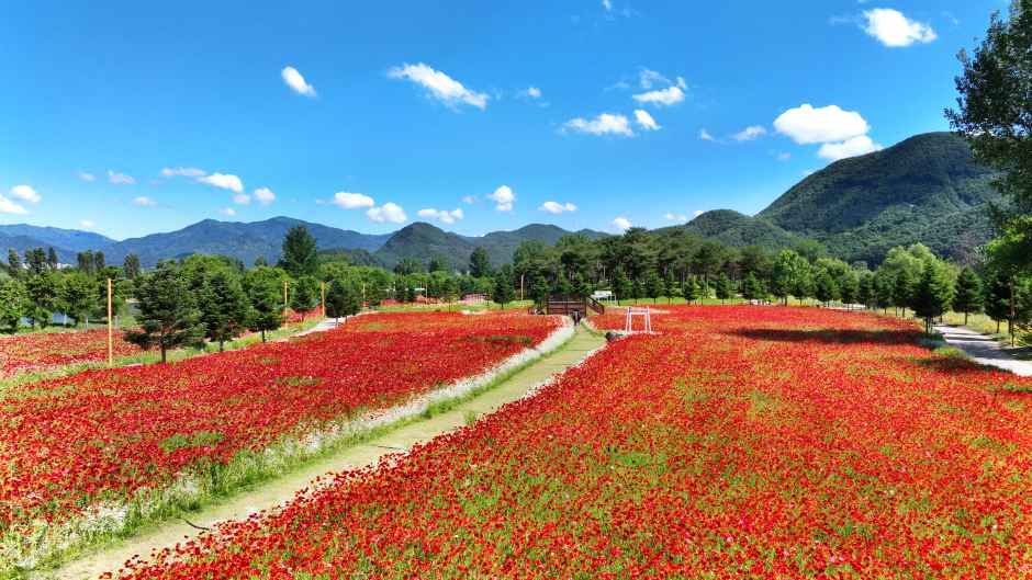 2026 Colorful Garden 자라섬 꽃 페스타  (5).jpg