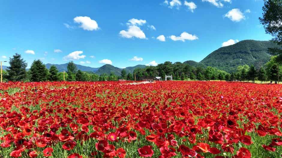 2026 Colorful Garden 자라섬 꽃 페스타  (3).jpg