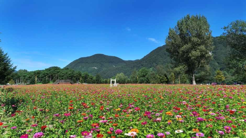 2026 Colorful Garden 자라섬 꽃 페스타 (1).jpg