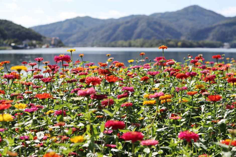 2026 Colorful Garden 자라섬 꽃 페스타 (3).jpg