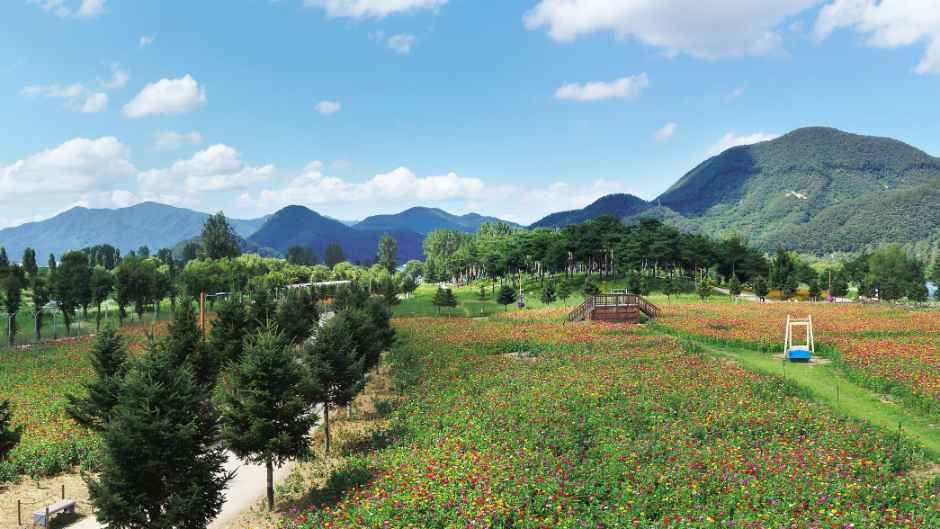 2026 Colorful Garden 자라섬 꽃 페스타 (7).jpg