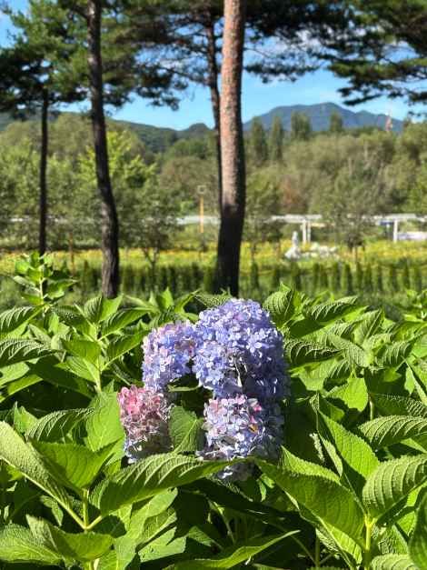 2026 Colorful Garden 자라섬 꽃 페스타 (4).jpg