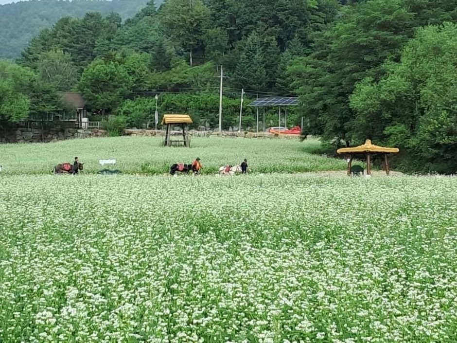 2025 평창효석문화제 2