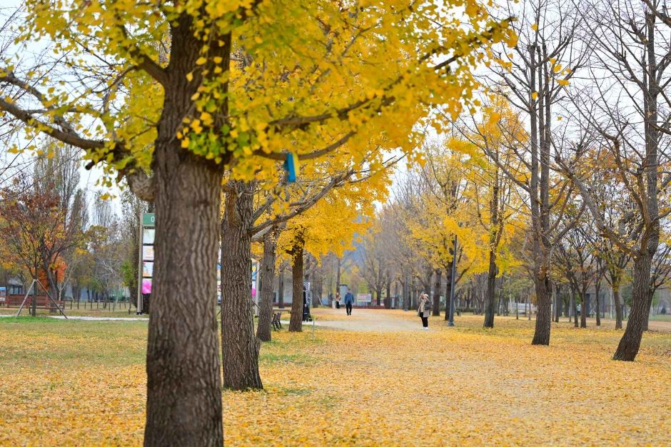 Gangcheon Island Healing Culture Festival