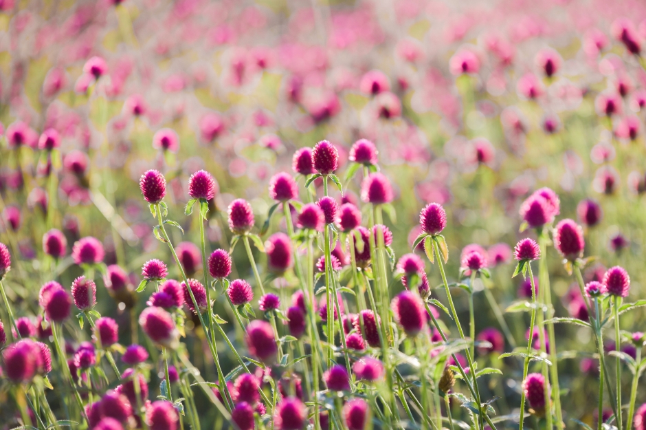 Yangju Ten Million Gomphrena Festival