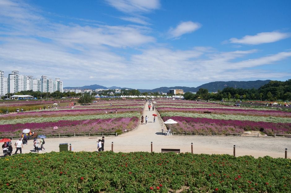 2025 양주 천만송이 천일홍 축제 1