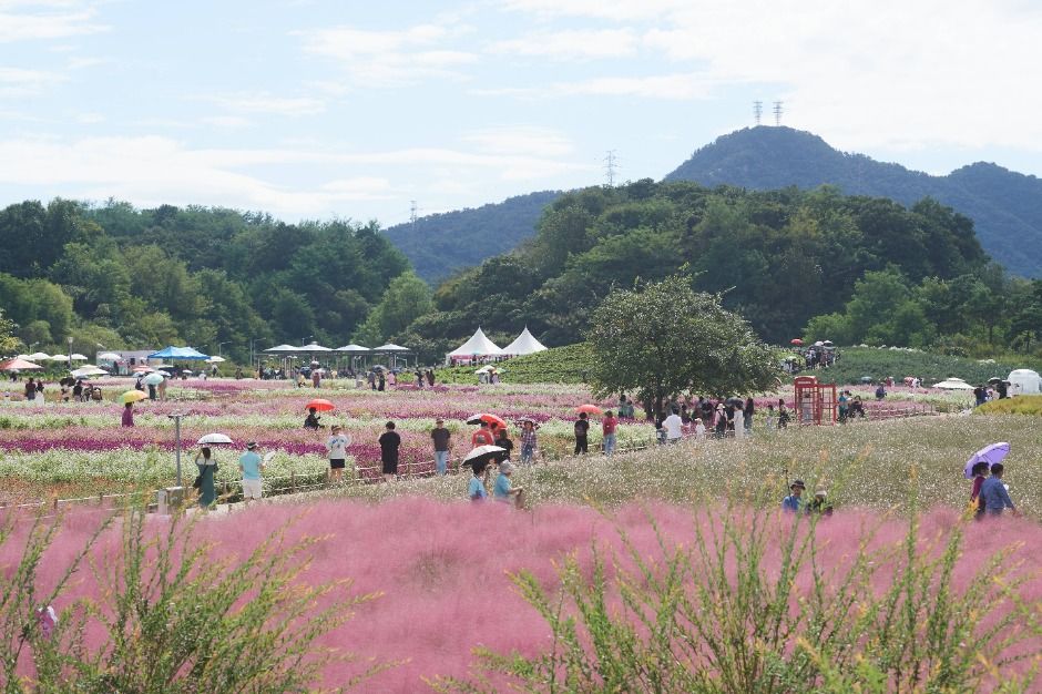2025 양주 천만송이 천일홍 축제 3