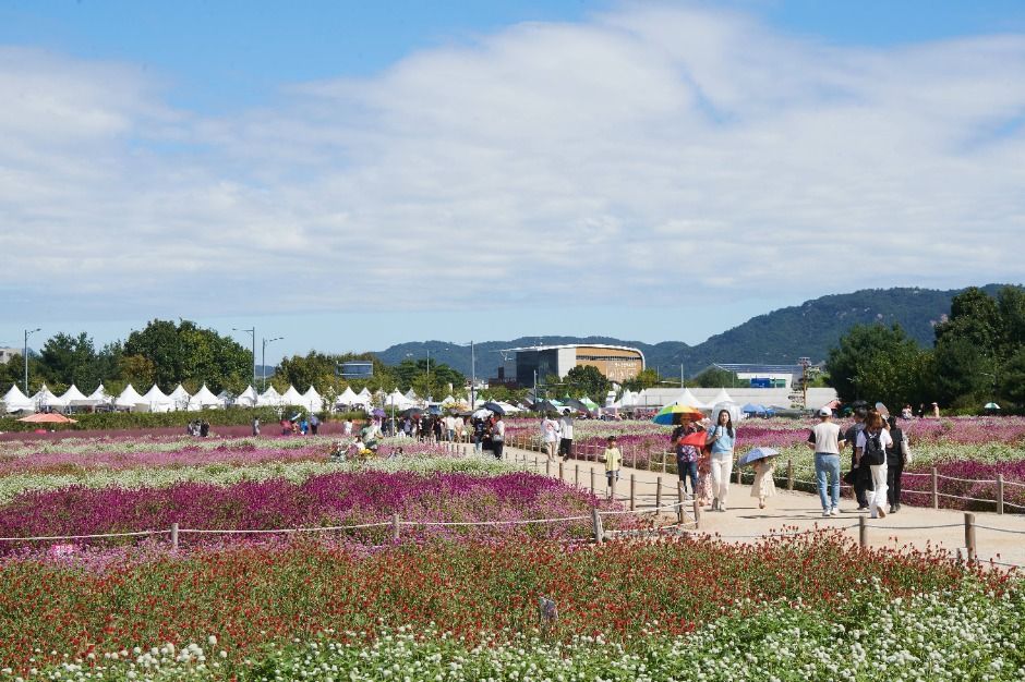2025 양주 천만송이 천일홍 축제 6