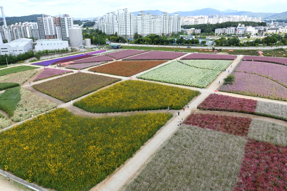 2024 양주 천만송이 천일홍 축제 4