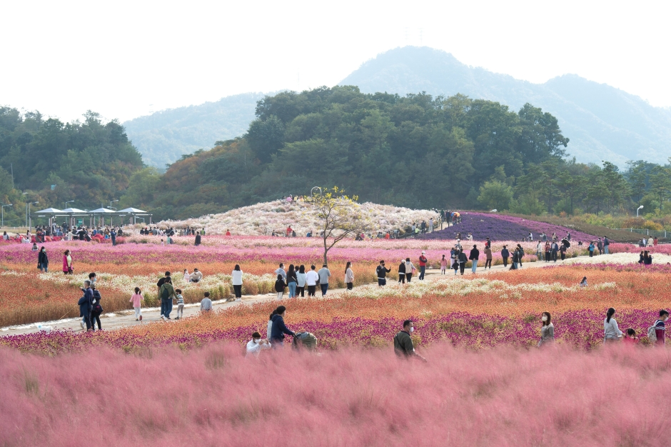 2024 양주 천만송이 천일홍 축제 5