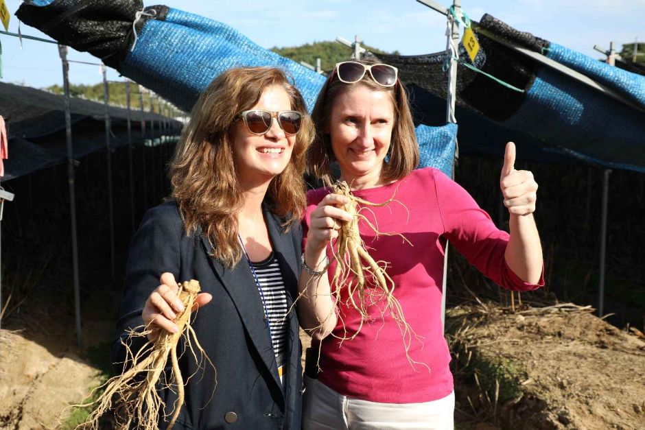 Geumsan World Ginseng Festival