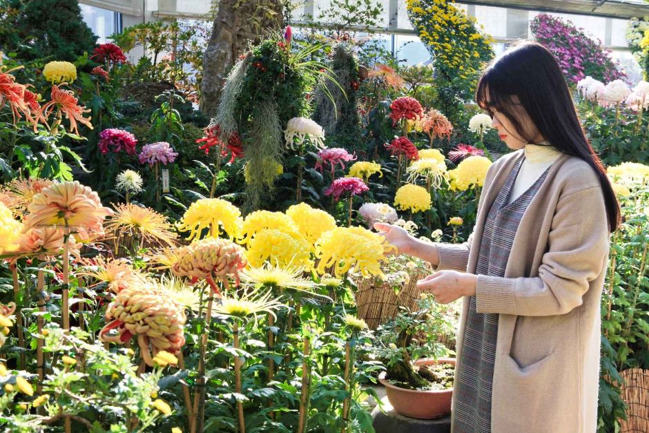 Morning Calm Arboretum Chrysanthemum Exhibition