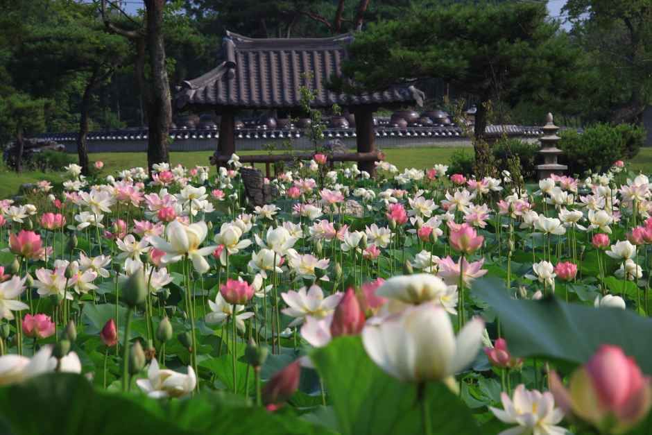 2026 세미원 연꽃문화제 (3).JPG