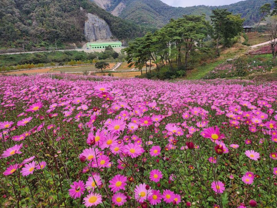 정읍 구절초 꽃축제