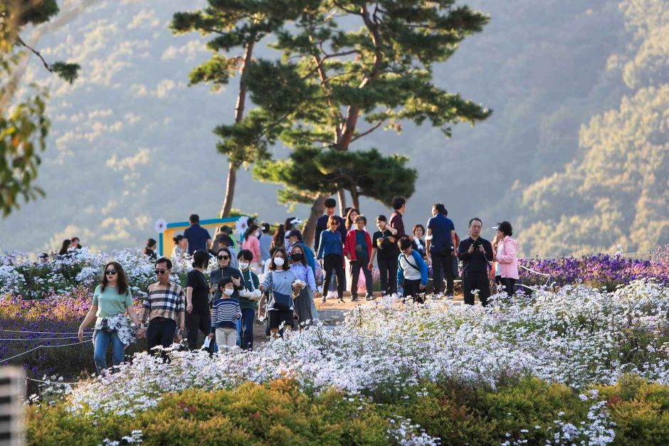 2024 정읍 구절초 꽃축제 14