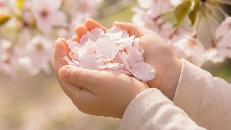 2026 제천 청풍호 벚꽃축제 (4).jpg