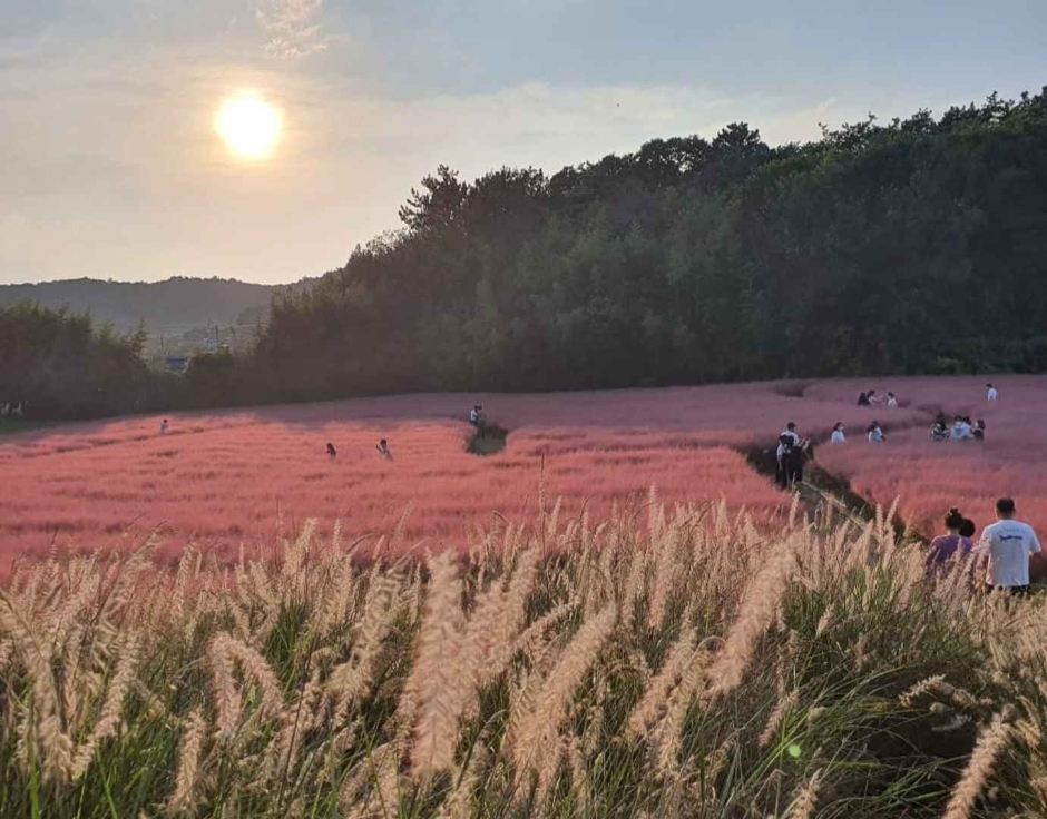 Saison de la muhlenbergie capillaire rose à la ferme bleue de Gochang