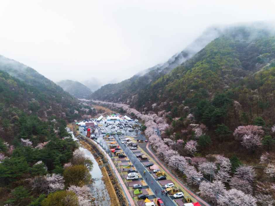 2026 금산 보곡산골 산벚꽃 축제 (2).jpg