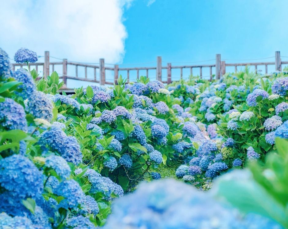 2025 가평 양떼목장 수국축제  1