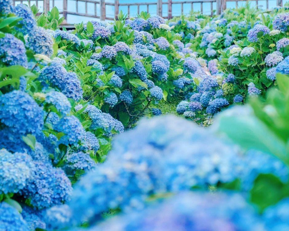 2025 가평 양떼목장 수국축제 2