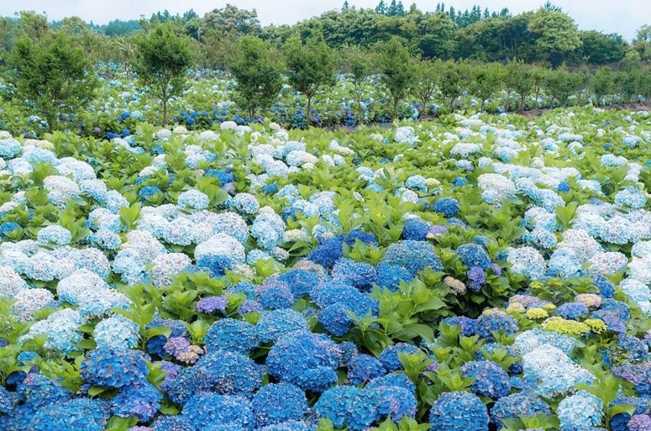 2025 가평 양떼목장 수국축제 3
