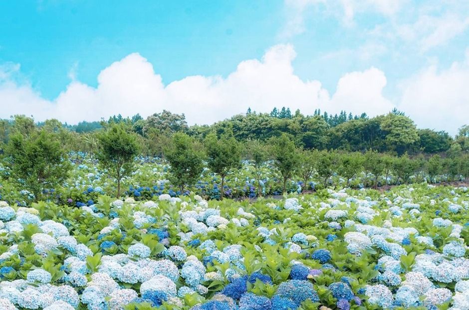 2025 가평 양떼목장 수국축제 4
