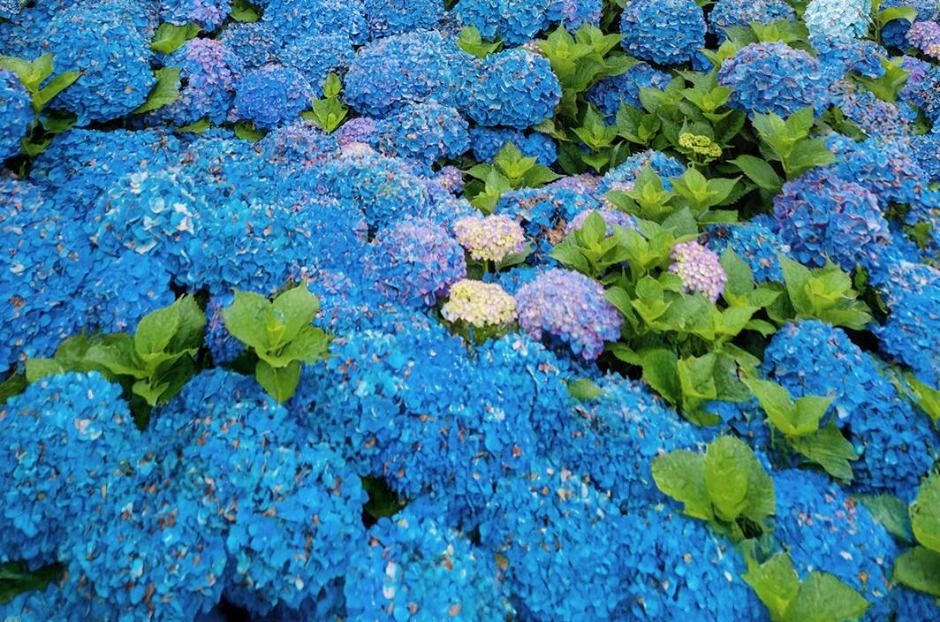 2025 가평 양떼목장 수국축제 5