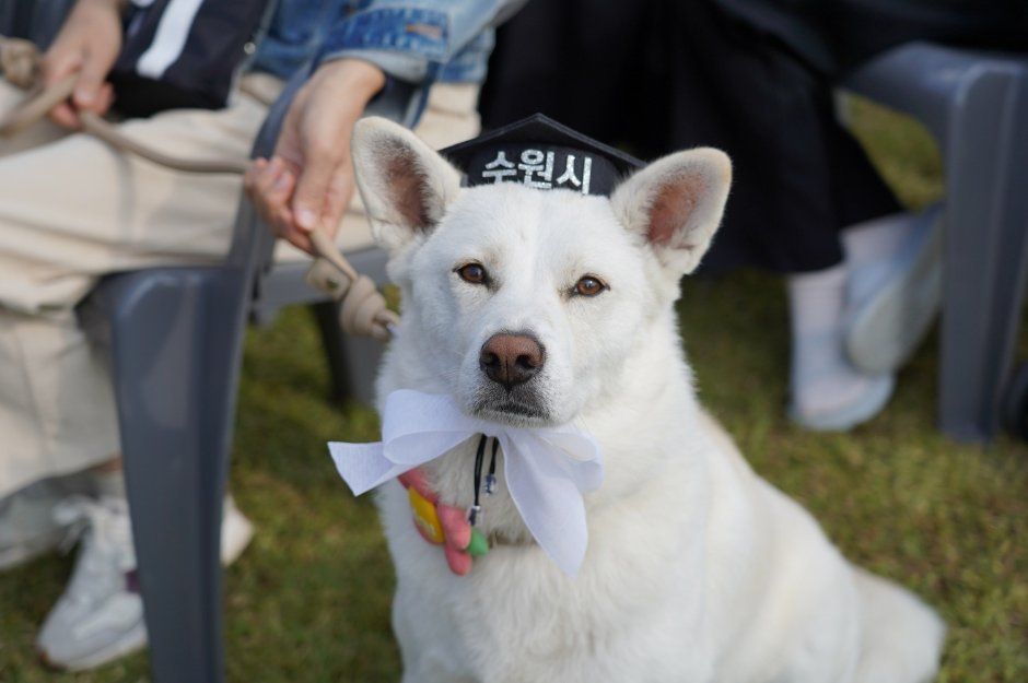 수원특례시 반려동물 한마음축제 참고 이미지 2