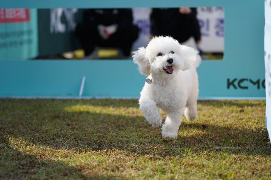 2026 수원특례시 반려동물 한마음축제 (3).jpg
