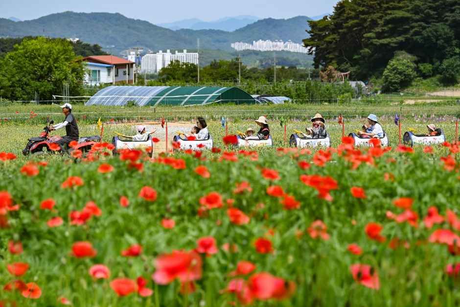 원주용수골꽃양귀비축제 포스터 · 강원 축제