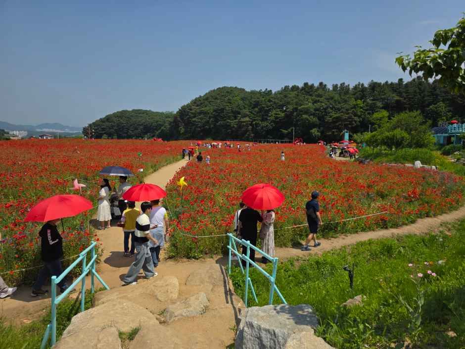 2026 원주용수골꽃양귀비축제 (5).jpg