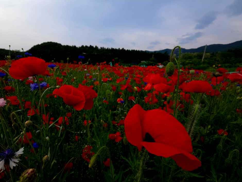 2026 원주용수골꽃양귀비축제 (6).jpg