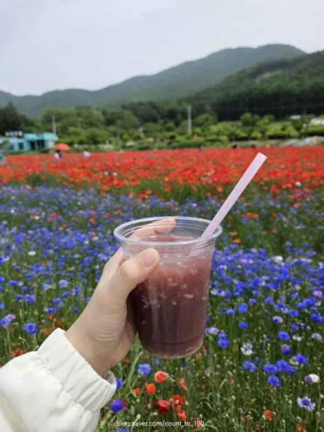 꽃양귀비 식혜