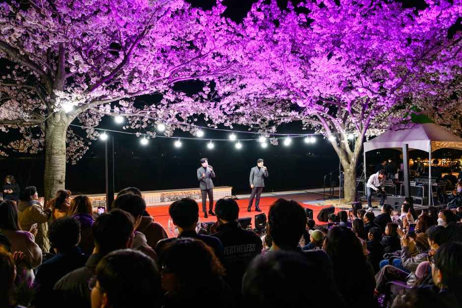 2026 양양 남대천 벚꽃축제 (4).jpg