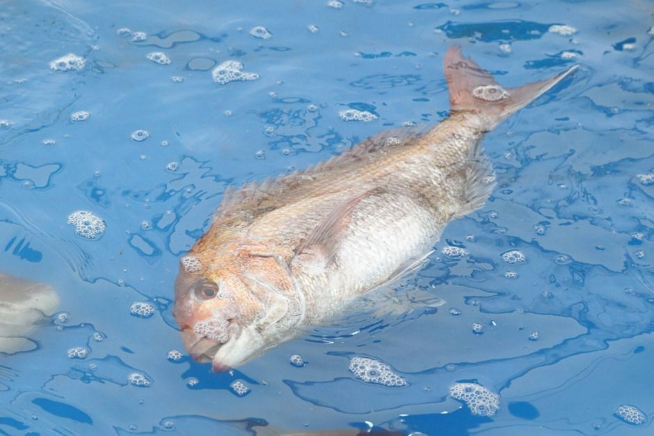 2025 서천 자연산 광어 도미 축제 7