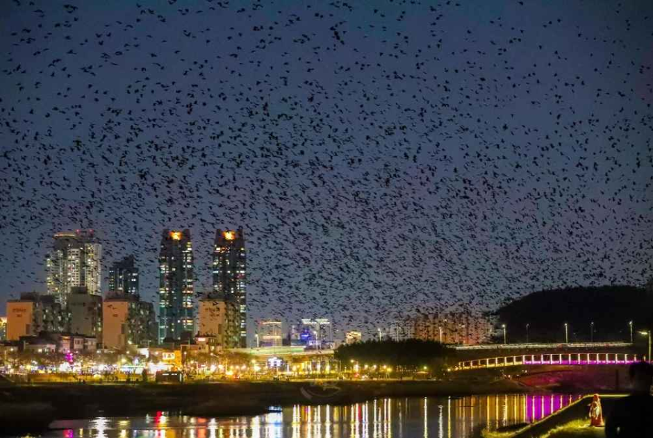 Samho Bird Festival