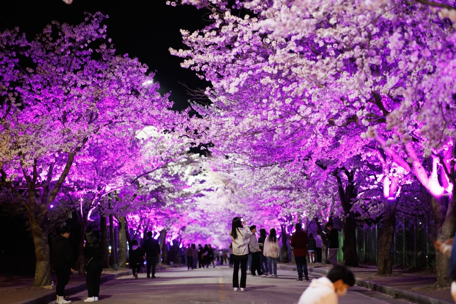 2024 고창 벚꽃축제 3