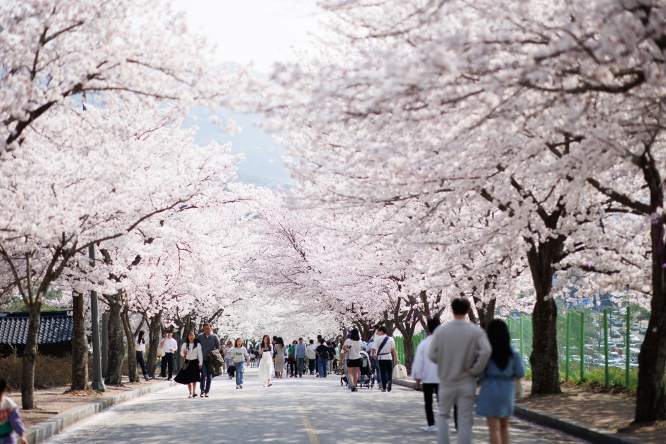 2024 고창 벚꽃축제 1