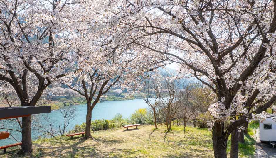 2026 구례300리 벚꽃축제 (3).jpg