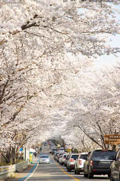 구례300리 벚꽃축제 참고 이미지 1