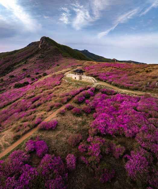 2026 산청황매산철쭉제 (3).jpg