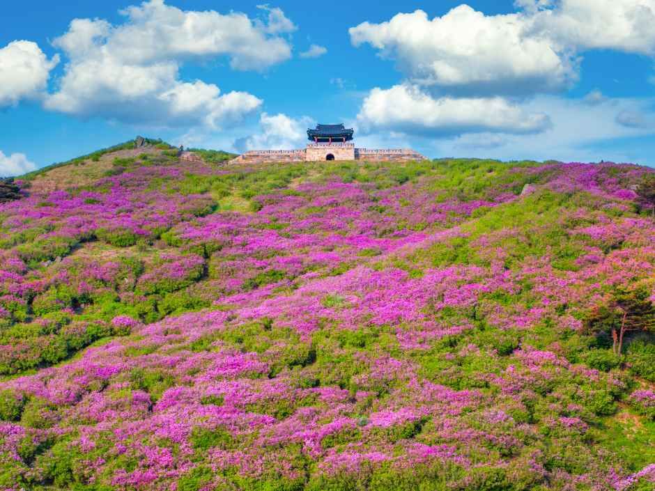 2026 산청황매산철쭉제 (7).jpg