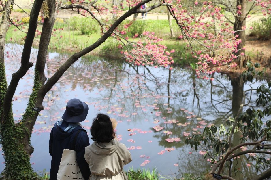 Cheonlipo Arboretum Spring Festival