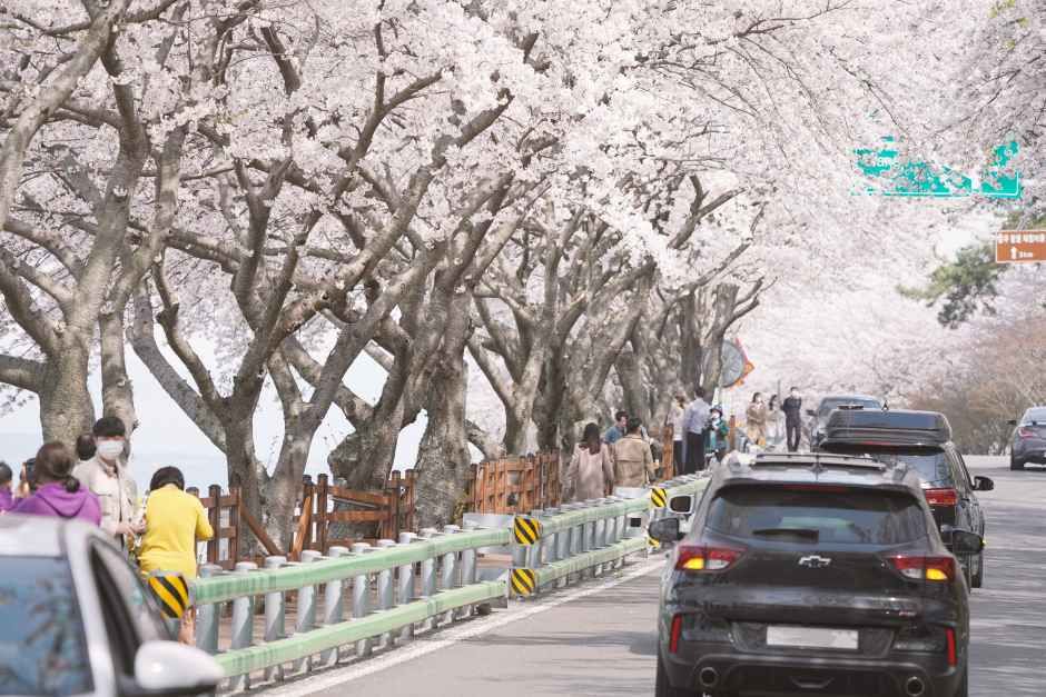 2026 꽃피는 남해 남해가봄 (6).jpg